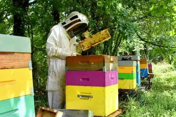 Emmanuel Gilhodes Apiculture
