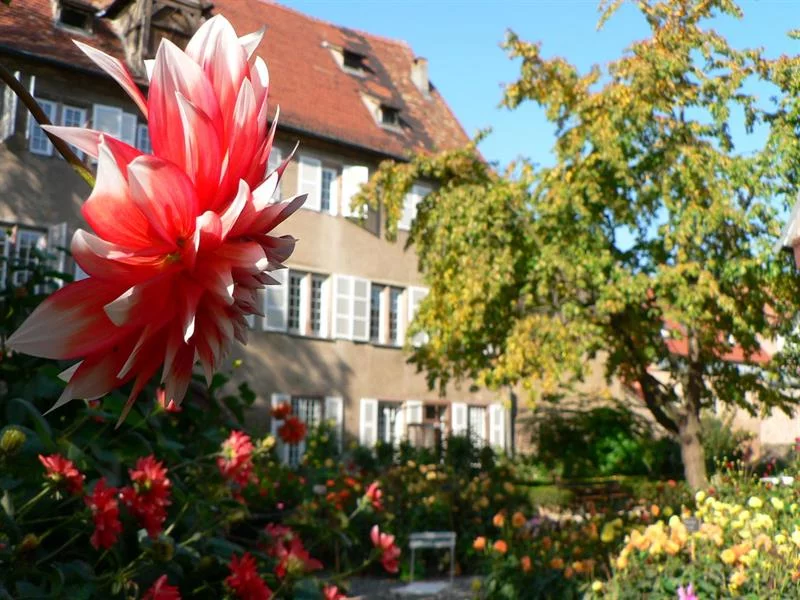 Jardin du Dahlia