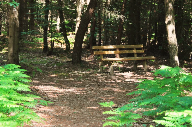 La Forêt Domaniale de Mareuil