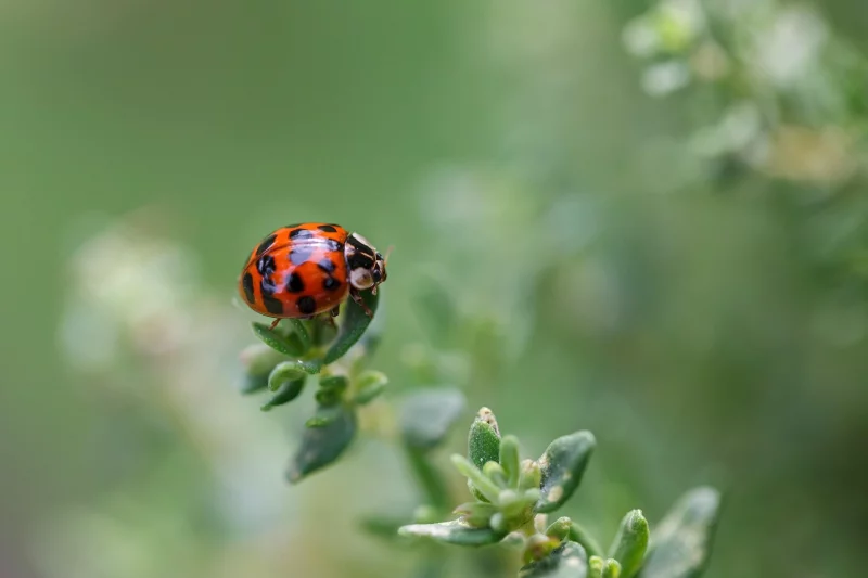 L'Espace Naturel Sensible : "Les Garettes"