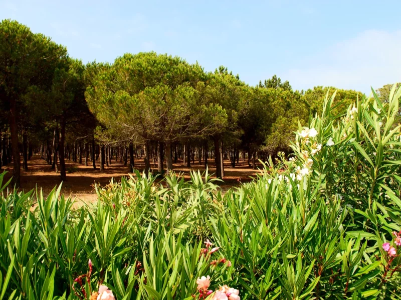 LA PINEDE