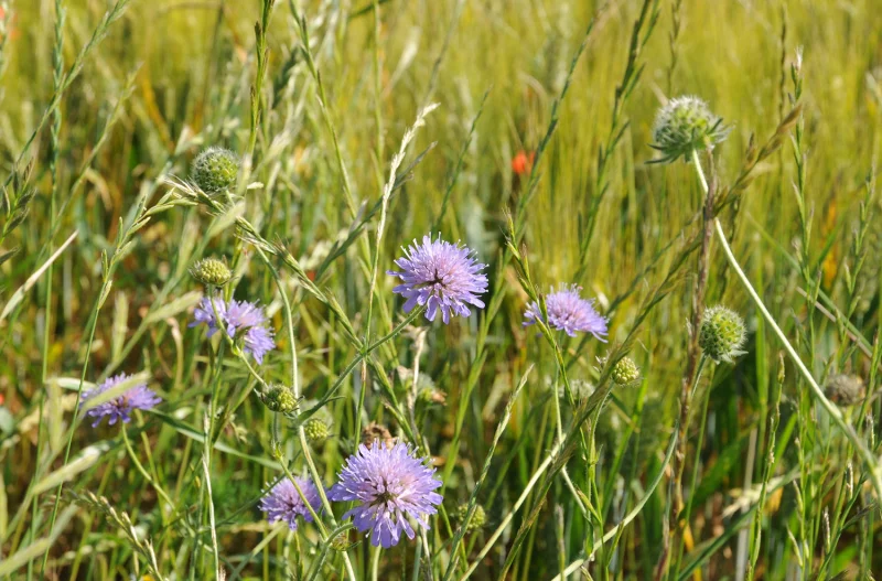 L’Espace Naturel Sensible : « Chaumes du Patouillet »