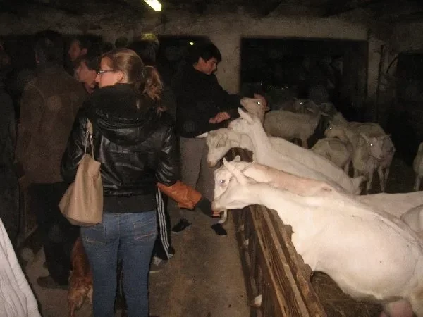 Gaec de la chèvre Blanche (cabécous)