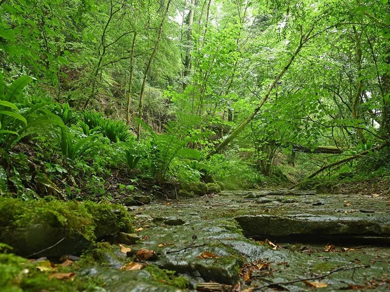 La forêt du buis