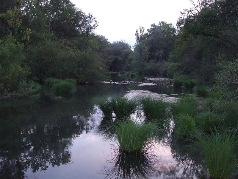 Parc forestier du Rhinwald