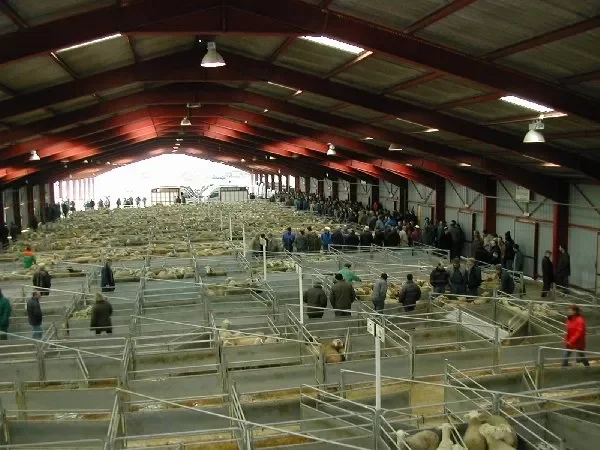 Visite guidée du Marché Ovin