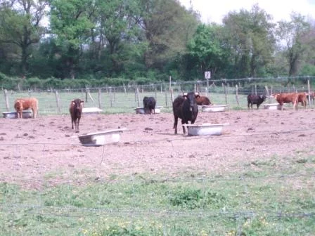 Ganaderia Dargelos