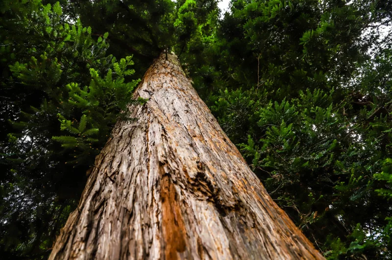Arbre Remarquable - Le Séquoïa