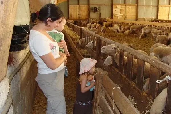 La Ferme des Vézinies (groupes)