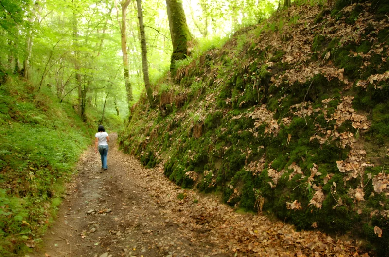 Forêt de Grimbosq