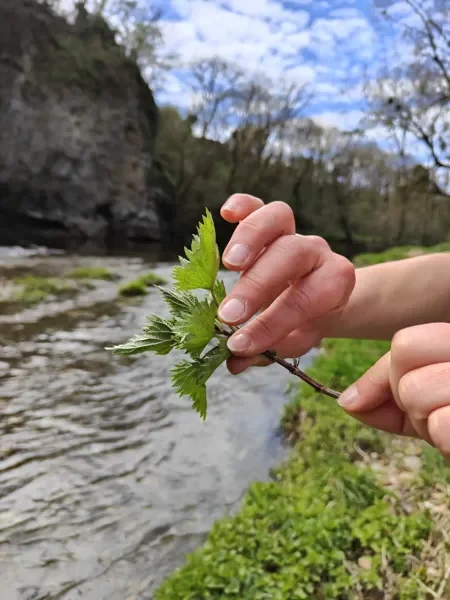 Balade plantes sauvages comestibles à Najac avec Michaël Fayret