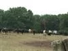 Ganaderia Deyris, les vaches vous sourient