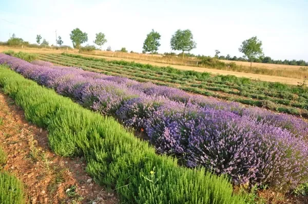 Parcours de visite libre des Aromatiques du Larzac