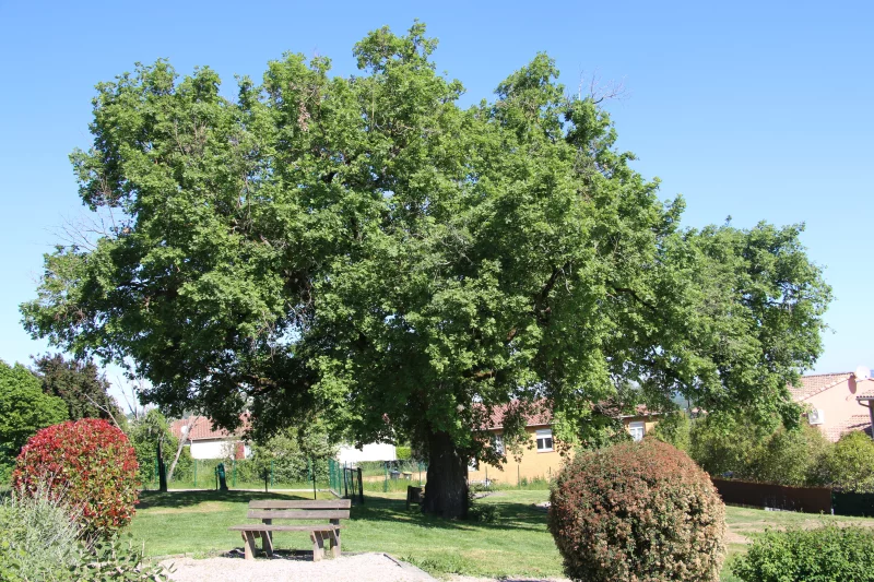 LE CHENE DE PAULHAC