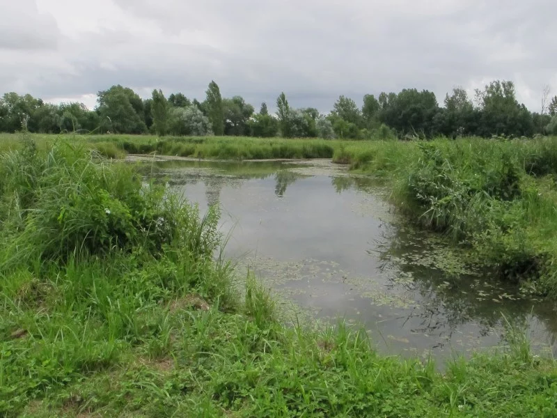 Les prairies de l'Arnon