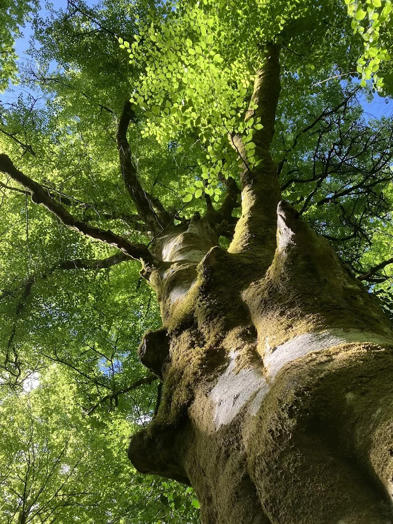 Hêtre en forêt