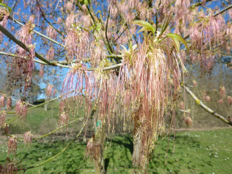 Arboretum du fort de Condé