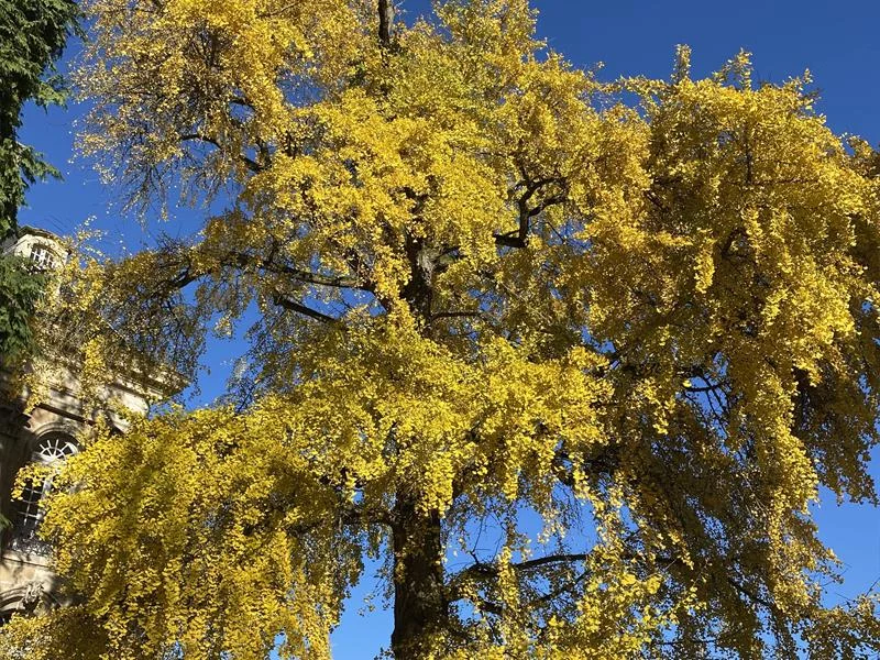 Ginkgo biloba de Toul - arbre remarquable de France
