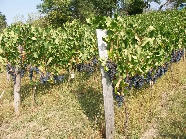Mine de vin
