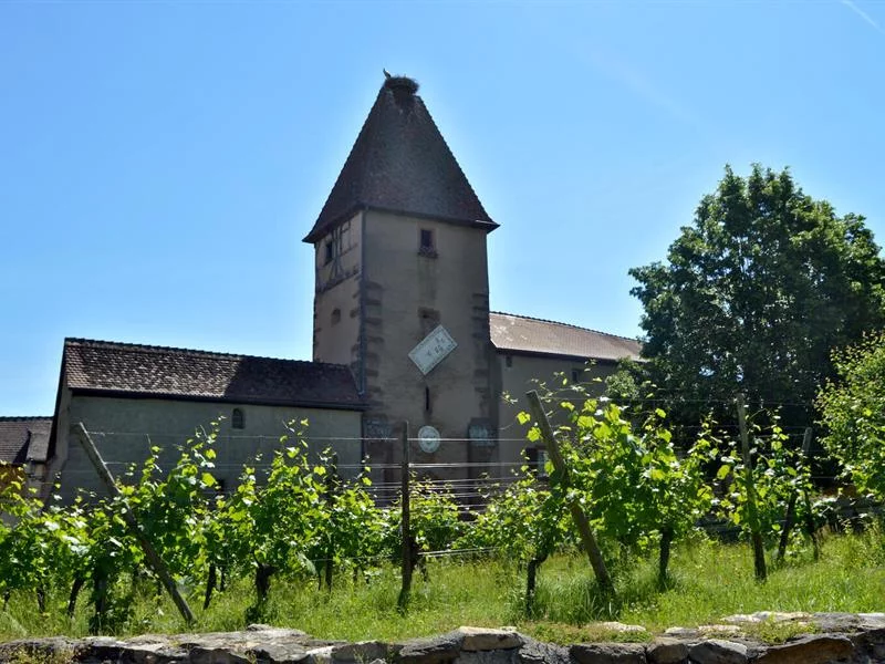 Jardin des vignes