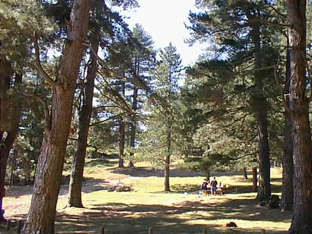 FORET DOMANIALE DES ALBERES