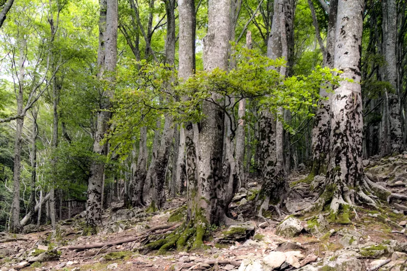 RÉSERVE NATURELLE NATIONALE DE LA FORÊT DE LA MASSANE
