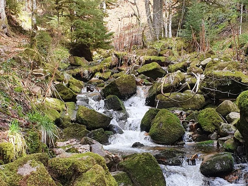 La Gorge des Roitelets