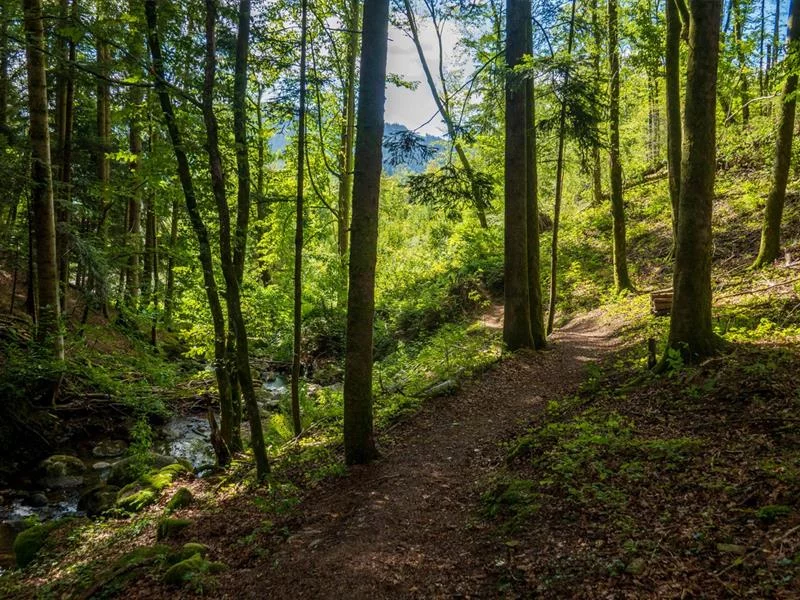 Sentier de la scierie