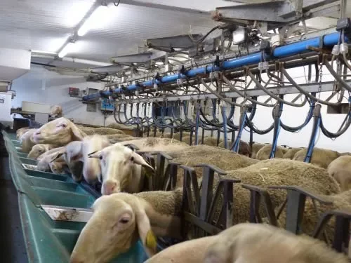 Ferme des Fleurines