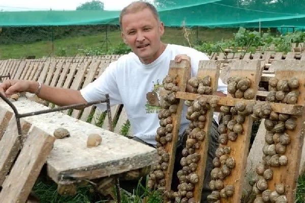 L'escargot des Sarradelles