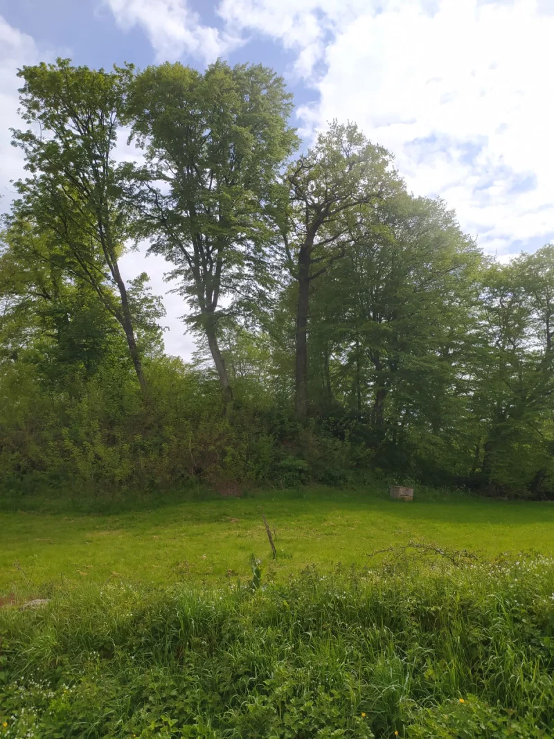 Motte féodale