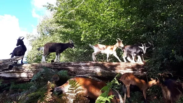 Ferme Les Chèvres de Léa