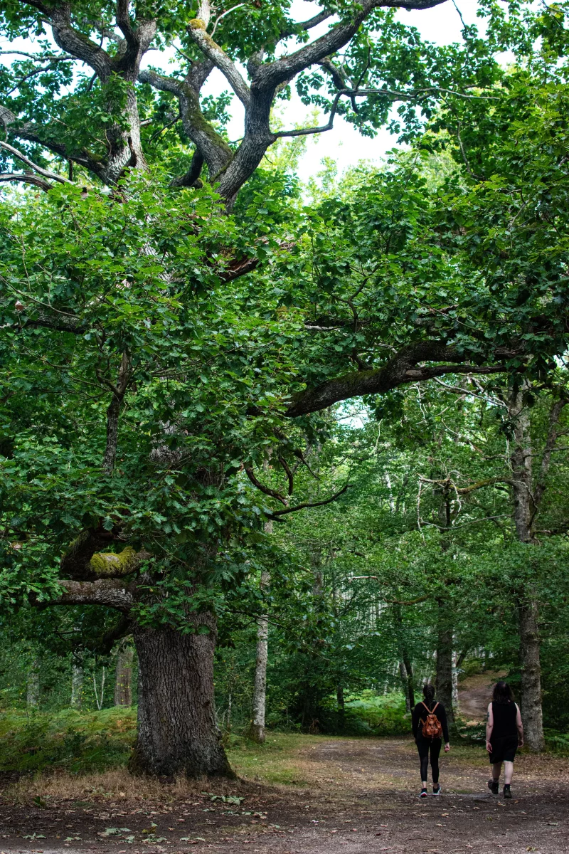 La forêt de Drouille
