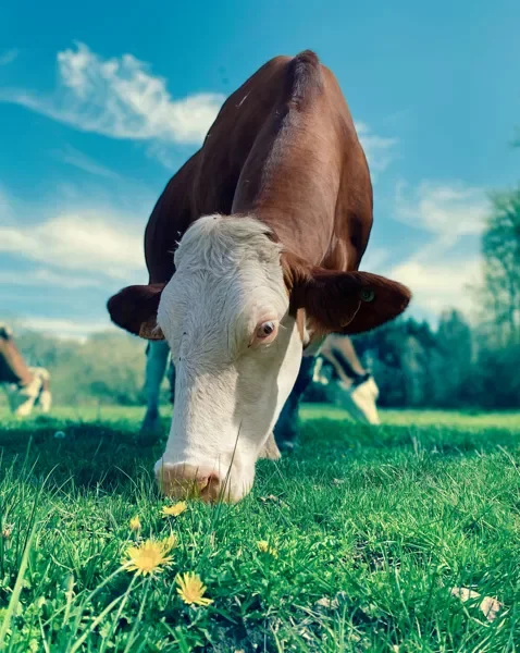 La Ferme du Froncalou