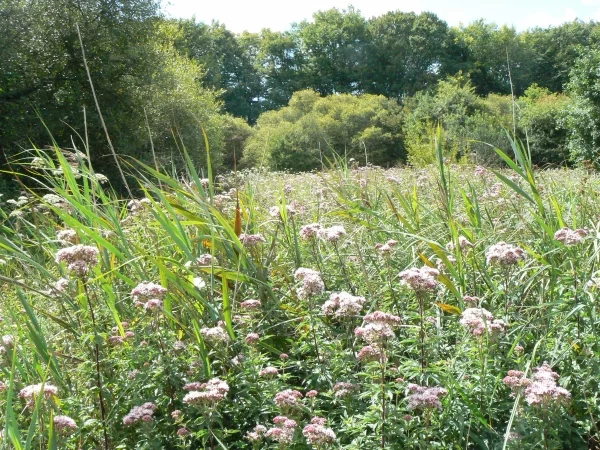L’Espace Naturel Sensible : « Marais de Chavannes »
