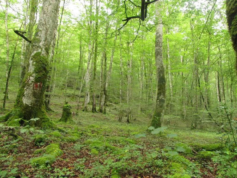 Forêt des Arbailles