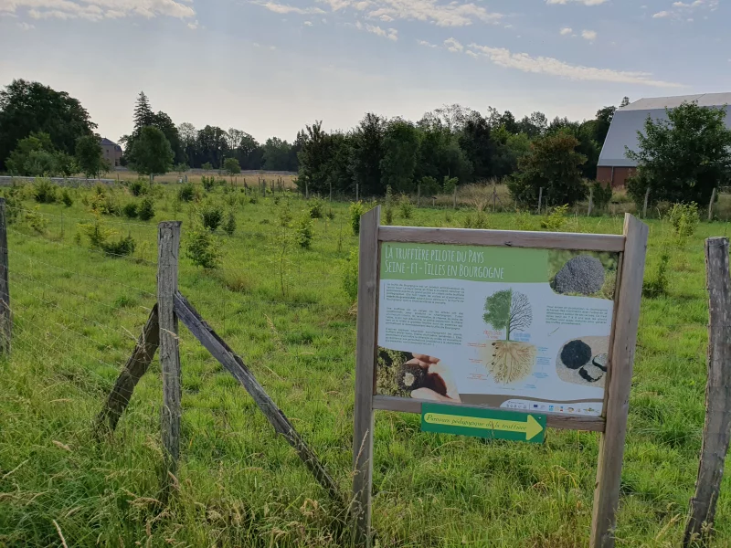 Truffière et parcours pédagogique du Pays Seine-et-Tilles