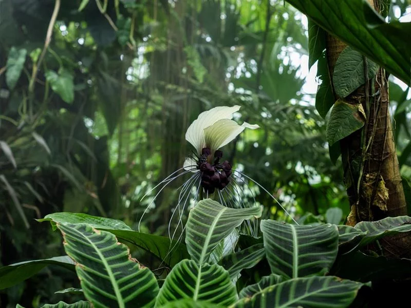 Jardin botanique Jean-Marie Pelt