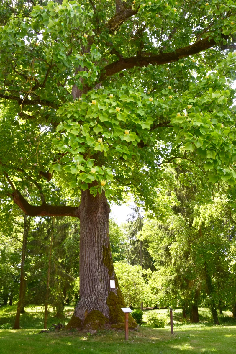 Le parc de Coursan-en-Othe