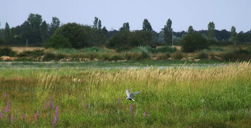 Observatoire de l'étang des Essarts (Réserve naturelle de Chérine)