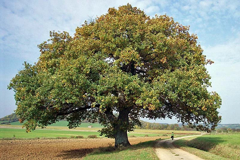CHENE DE "LA FOLLE"