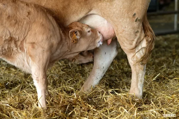 Visite de fermes de Veaux d'Aveyron et du Ségala