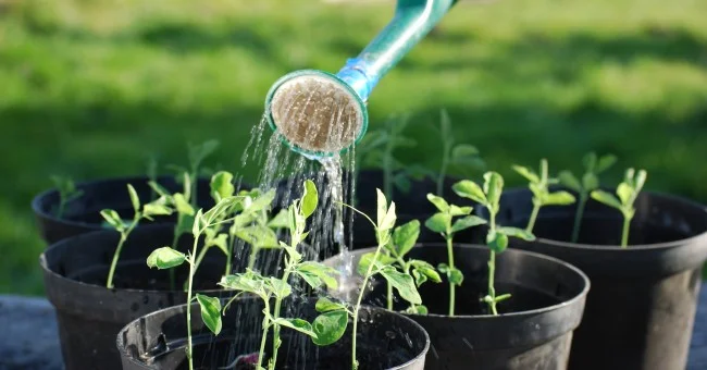 Foire aux plants d'Uzerche et marché des producteurs locaux