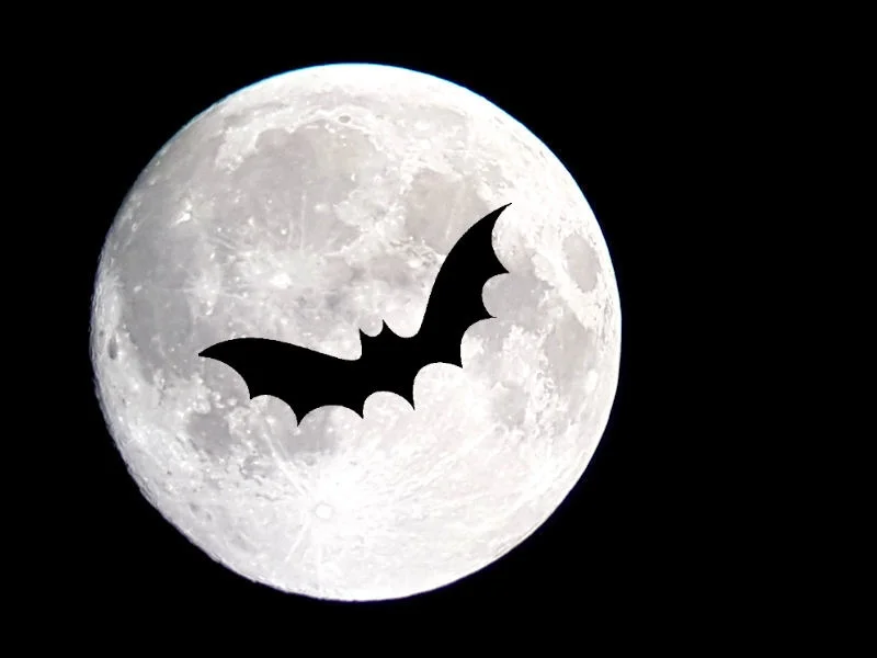 Sortie nature : Les chauves-souris du site de Courpain