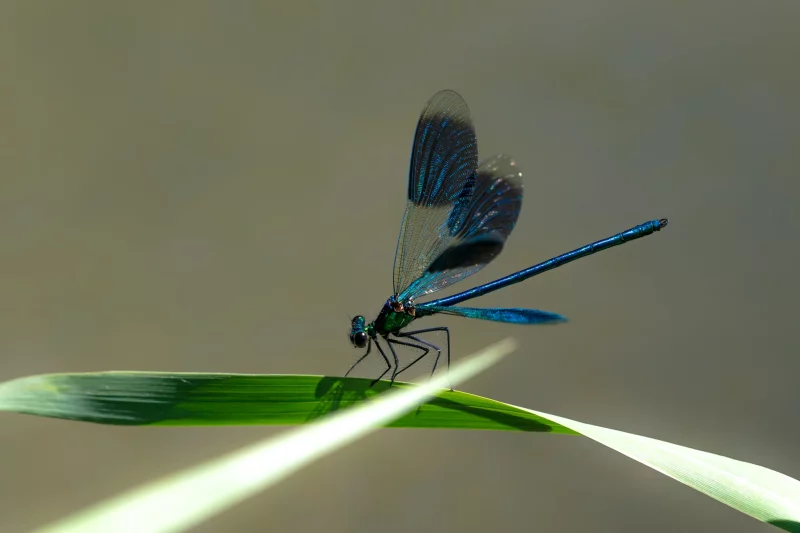 Le safari des petites bêtes