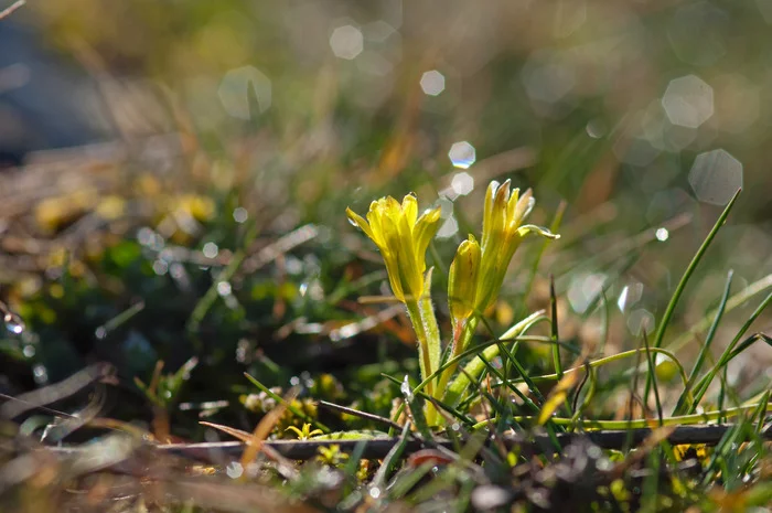 Expo photo "Plantes sauvages du Massif central" - Puy-de-Dôme