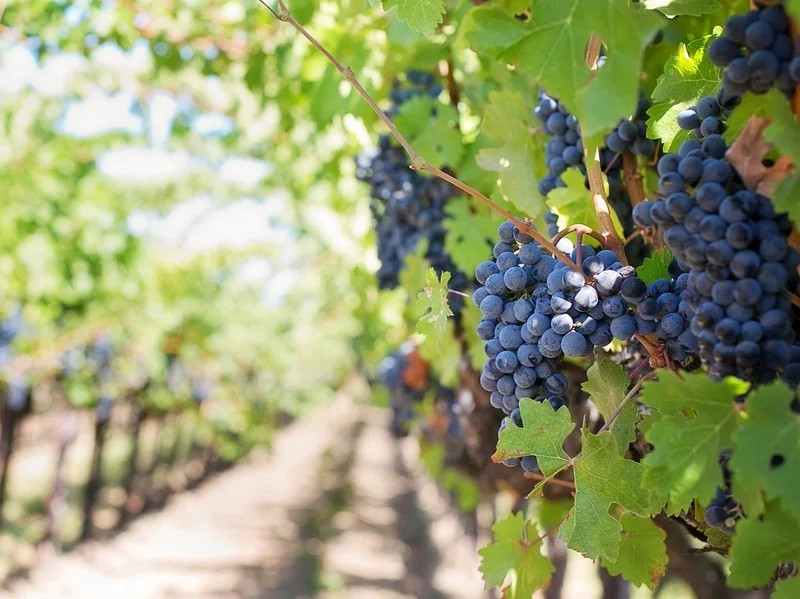 Portes ouvertes au Vignoble de la Roseraie