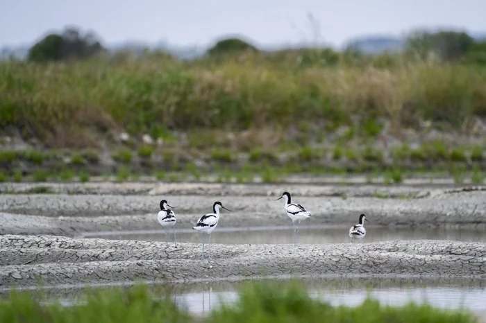 Balade Nature - La faune et la flore des marais salants