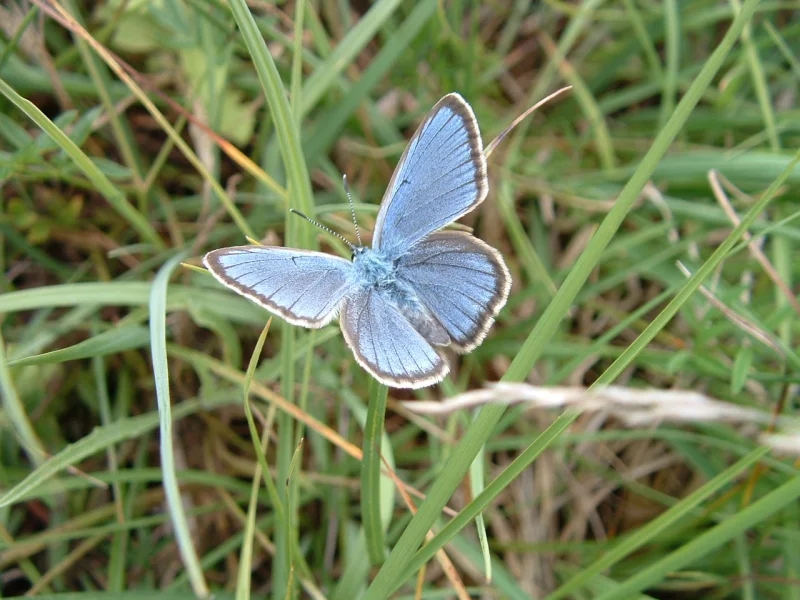 Papillons de Brenne (dans les pas de Maurice)