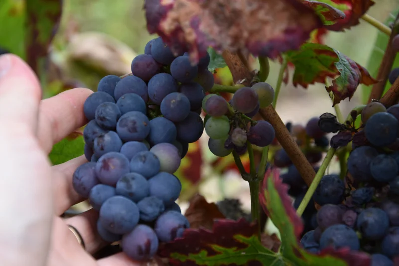 Portes ouvertes au Domaine Poupat & Fils : Printemps à la ferme